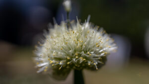 Flower #10 Onion
