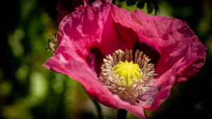 Flower #11 Poppy