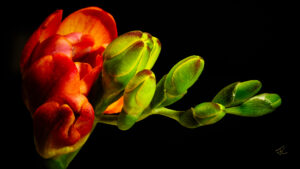 Flower #13