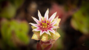 Flower #16 Succulent
