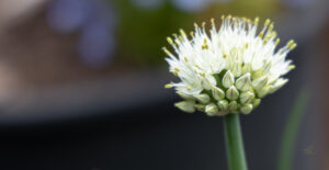 Flower #17 Onion