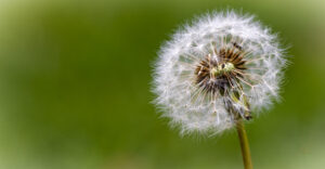 Flower #18 Dandelion
