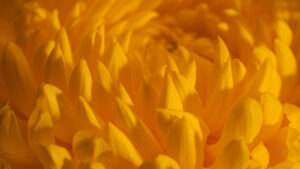 Flower #5