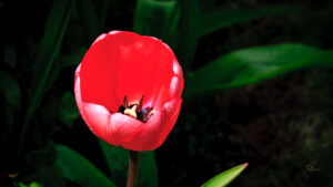 Flower #6