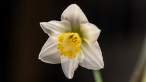 Flower #7 Daffodil